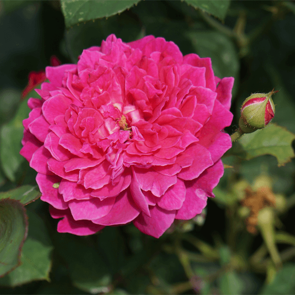 Розы английской цветов гидролат