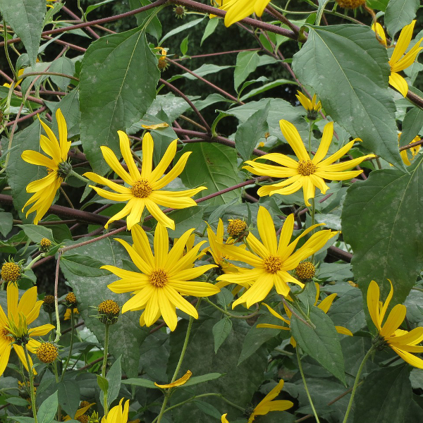 Топинамбур (цветы)