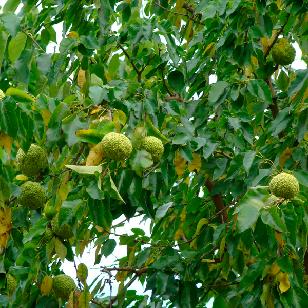 Маклюра плод (Адамово яблоко)