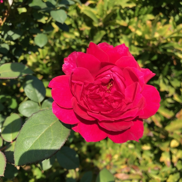 Глицериновый экстракт розы